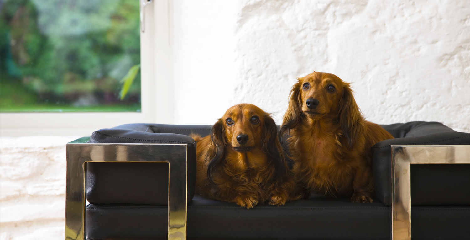 mill-house-dogs